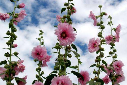 長沙東日園林工程有限公司,長沙園林綠化工程,長沙綠化養(yǎng)護管理 長沙東日園林工程有限公司,長沙園林綠化工程,長沙綠化養(yǎng)護管理